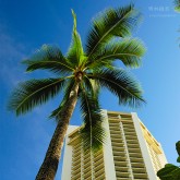 ç«å¥´é²é²çš„ä¸€é¢—æ ‘ â€¢ Palm Tree at Honolulu