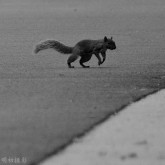 Running Squirrel