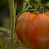 丰收即景 - 大番茄