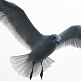 Bird from Lake Ontario