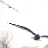 Birds Flying over Lake Ontario